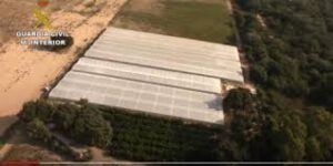 مثير..الأمن الإسباني يعتقل 3 مغاربة أنشؤوا مزرعةً للحشيش (+فيديو)