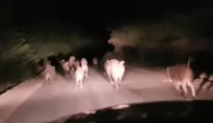 في مشهد نادر..قطيع الخنزير البري يقطع بالطريق بضواحي بني ملال