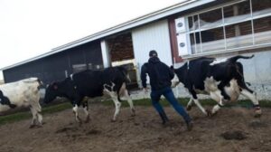 تارودانت: اكتشاف إسطبل ملىء بالأغنام والأبقار والجمال مصدرها السرقة التي تمت باشتوكة و أكادير و مناطق أخرى