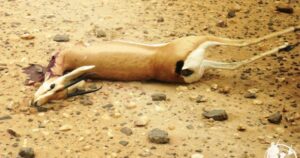 القنص العشوائي يؤدي بمرتكبيه إلى السجن المحلي بأيت ملول‎