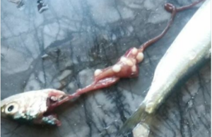 جمعيات تدخل على خط “السردين المريض”.