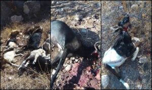 مثير: مواطنون بتارودانت يذبحون أكثر 100 رأس من الغنم لسبب غريب.