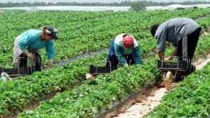 فلاحة جهة سوس تحت رحمة التقلبات المناخية، و تأخر التساقطات يقض مضجع الفلاحين.