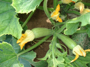 الفلاحون الصغار يدقون ناقوس الخطر، ومطالب بالتدخل العاجل لانقاد جمعيات السقي المخصصة للاغراض الزراعية من الافلاس