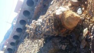 مهزلة بسيدي إفني: الفتك بحرمة الأشجار خدمة لصفقة تبليط مغشوشة (+صور).