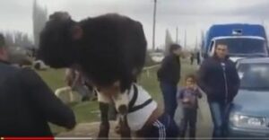 شاهد التركي العفريت الذي يحمل عجلا فوق الكتف،و يجر أربع عربات دفعة واحدة.