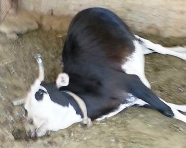 نفوق المواشي بشكل مفاجىء يحير مهنيين و أطباء بيطريين بتارودانت