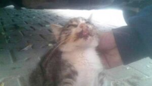 مروع بتزنيت: العثور على قطة ملفوفة داخل كيس بلاستيكي بعد خياطة فمها بشكل شيطاني.