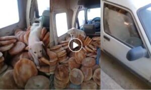 شوهة: مشهد مروع يوضح كيف ينقل خبر “الزنقة” إلى المواطن