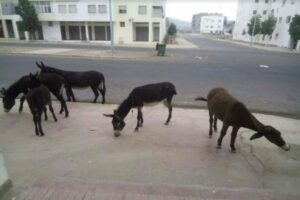 أكادير : بعد الجمال و الكلاب، ” الحمير” تجوب شوارع المدينة (+صورة)