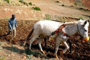 مأساة:وجبة غذاء تدفع فلاحا إلى قتل ابنه  شنقا