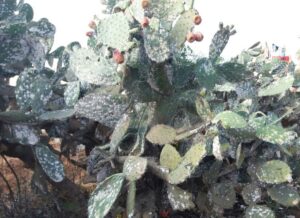 بالصور:زحف الحشرة القرمزية باشتوكة ايت باها يهدد محاصيل الصبار بمنطقة ايت باعمران