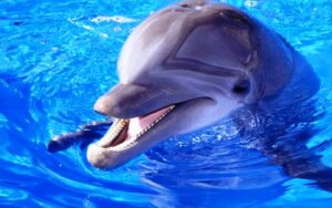 عااجل: حوت أزرق يصارع الموت بشاطئ أكادير وسط  استجداء حشود من المواطنين وغياب المعنيين بالانقاد.