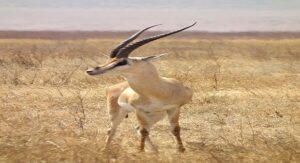 القضاء يقول كلمته في قضية صيادي الغزال بأيت باها.