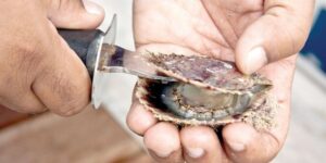 وزارة أخنوش تحذر من صدفيات أكادير لوجود مواد بيولوجية بحرية سامة.