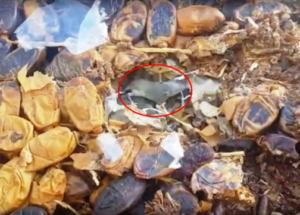 +فيديو مقزز: حجز 6 أطنان من التمور في داخلها أعشاش من “الفئران”.