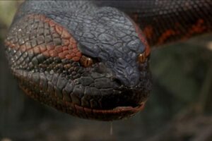 أكادير تتعزز بحديقة فريدة من نوعها، و تستقبل أضخم وأطول أفعى “أنكوندا” في العالم.