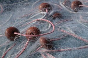 طرق الصيد المحظورة قانونيا تهدد الثروة السمكية بأكادير.