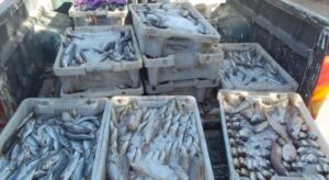 حجز كميات كبيرة من الأسماك الفاسدة بأكادير كانت في طريقها للبيع