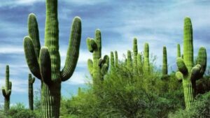 غدا افتتاح حديقة صبَّار عملاق بأكادير بحضور مسؤولي جهة سوس ماسة.