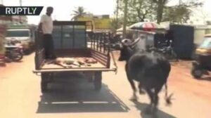 بقرة تلاحق سيارة تنقل صغيرها الجريح إلى مركز طبي!