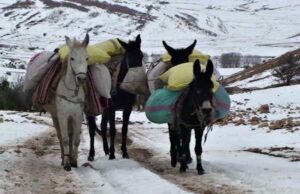 ثلاثة أسر من “الرحل” في عداد المفقودين بسبب موجة الثلوج الكثيفة ومطالب عاجلة بالتدخل