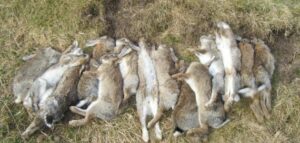 الفايسبوك يقود إلى توقيف ثلاثة شبان بأكادير يفتخرون بصيدهم لارنب وحشي باستعمال العصي