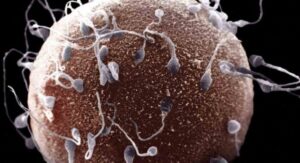 مثير:أزواج من أكادير “يجمدون” أطفالهم لسنوات في بنك للحيوانات المنوية والبويضات