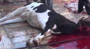 توقيف مالك محل بوكاديوس وحجز بقرة مريضة ولحوم فاسدة والتحقيق يكشف عن مفاجآت خطيرة