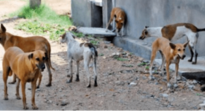 خطير:حملة  لقتل الكلاب الضالة تسقط ضحيتين وترسلهم في حالة خطيرة إلى المستشفى