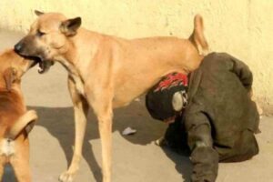 تيزنيت: وزارة الداخلية تدخل على خط صورة الشاب الذي يحاول شرب حليب كلبة ضالة من ثدييها .