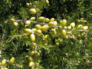 ارتفاع الطلب على الأركان المغربي بأوروبا والصين ساهم بشكل كبير في إنعاش الصادرات المغربية