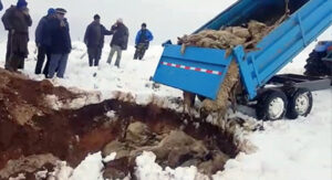 (+فيديو عملية الدفن):البرد يتسبب في نفوق حوالي 152 رأس من الماشية