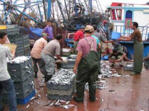 “حظر الصيد” الأربيان يثير غضب الصيادين بسواحل أكادير