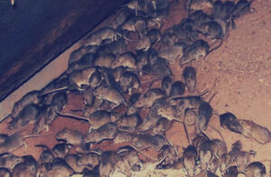 الدولة تشن حملة عسكرية وتسخر كلاب بوليسية للقضاء على 200 ألف فأر التي اجتاحت البلاد في ظروف غامضة