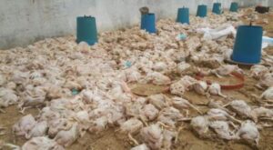 محاصرة 4 شاحنات محملة بالدجاج النافق كانت في طريقها لبطون المغاربة