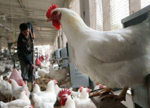 انفلونزا الطيور تظهر من والسلطات تستنفر مصالحها الخارجية لمواجهة هذا المرض الفتاك