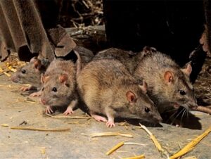 فضيحة:مجلس جماعي يرصد 10 ملايير لمحاربة الجرذان