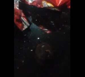 شوهة: العثور على ديدان داخل علب “شكلاط”