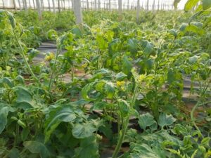 فيروس خطير يدعى نيودلهي يهدد  المحاصيل الزراعية بأكادير و تارودانت، وينذر بأزمة حادة لدى فلاحي المنطقة.