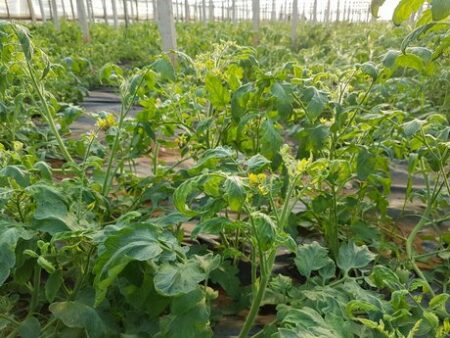فيروس خطير يدعى نيودلهي يهدد المحاصيل الزراعية بأكادير و تارودانت، وينذر بأزمة حادة لدى فلاحي المنطقة.