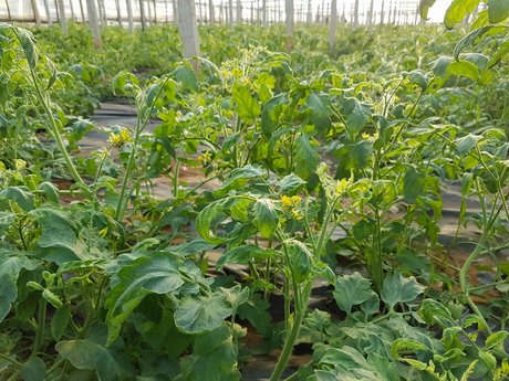 فيروس خطير يدعى نيودلهي يهدد المحاصيل الزراعية بأكادير و تارودانت، وينذر بأزمة حادة لدى فلاحي المنطقة.