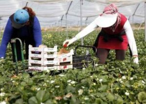 انتقاء العاملات في قطف “الفريز” بإسبانيا من أكادير، و وزارة يتيم تحدد شروط و ظروف الإشتغال