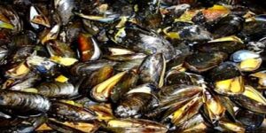 تحذير من جمع وبيع صدفيات مسمومة تهدد صحة المواطنين بأكادير