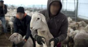 تارودانت:عصابة “فراقشية” تسطو على قطيع ماشية بطريقة احترافية، والسكان يدقون ناقوس الخطر