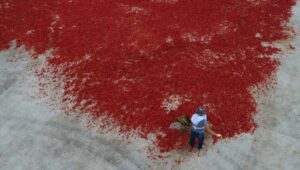 القبض على مجرم خطير يستهدف الفتيات بالفلفل..تفاصيل مثيرة