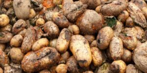 خطير:حجز أطنان من البطاطس الفاسدة كانت موجهة لبطون المواطنين