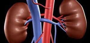 أطباء الكلي بأكادير والجنوب يدقون ناقوس الخطر  في اليوم العالمي “للكلية”، ويكشفون أن 4 مليون مصاب بهذا المرض المزمن