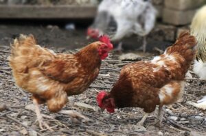 مهنيون يكشفون حقيقة مرض الدجاج “الكروازي”، ويؤكدون ما يلي: