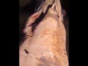 بحر سيدي إفني يلفظ حوتاً ضخماً !